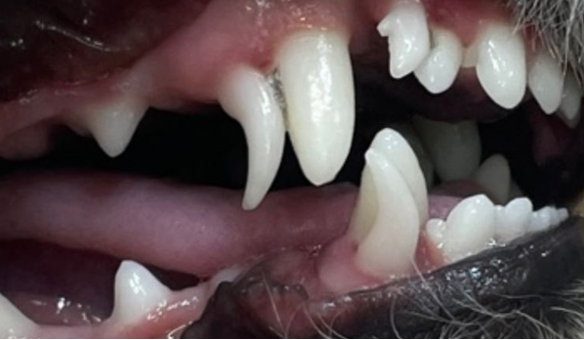 dental_01.jpg