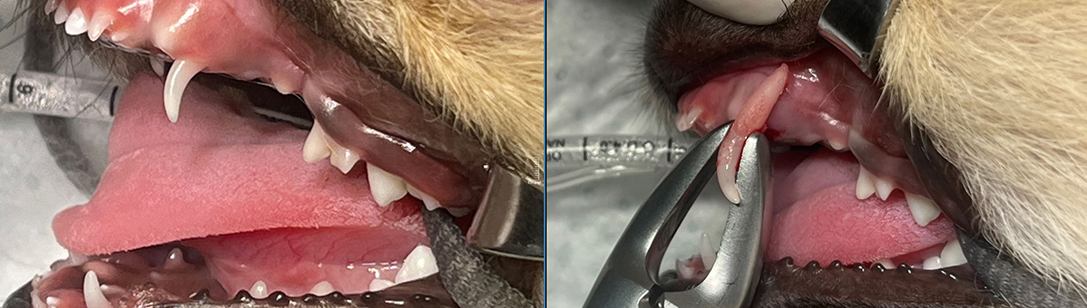 dental_03.jpg