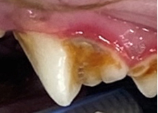 dental_di03.jpg