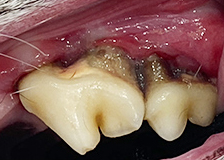 dental_di05.jpg
