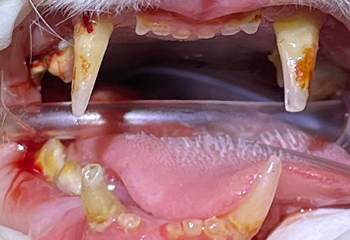 dental_treat01.jpg