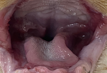 dental_treat02_01.jpg