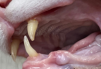 dental_treat03_01.jpg