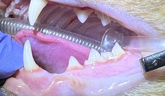 dental_xray01_01.jpg
