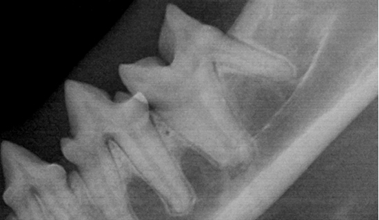 dental_xray01_02.jpg
