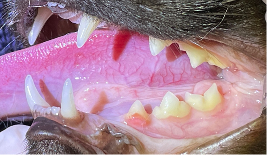 dental_xray02_01.jpg