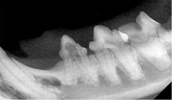 dental_xray02_02.jpg