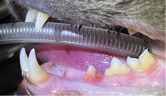 dental_xray03_01.jpg