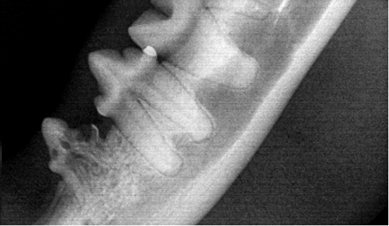 dental_xray03_02.jpg