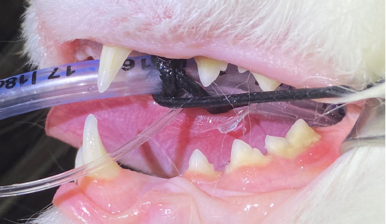 dental_xray04_01.jpg