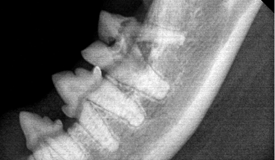 dental_xray04_02.jpg