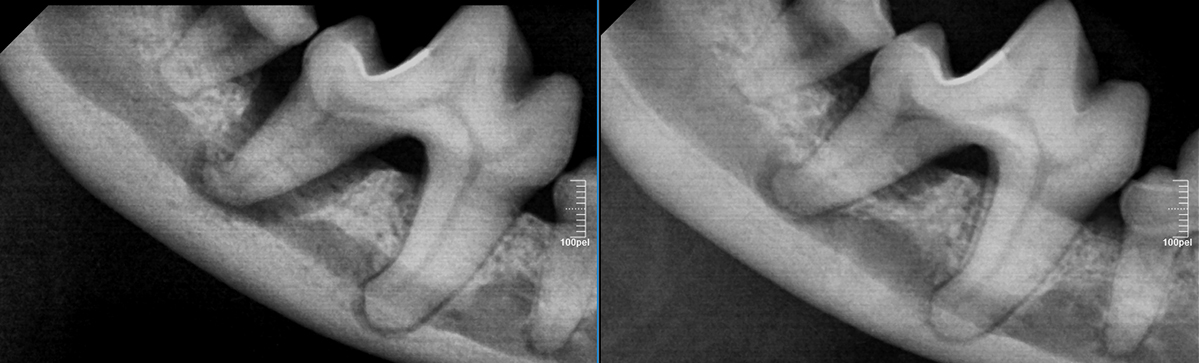 xray01.jpg