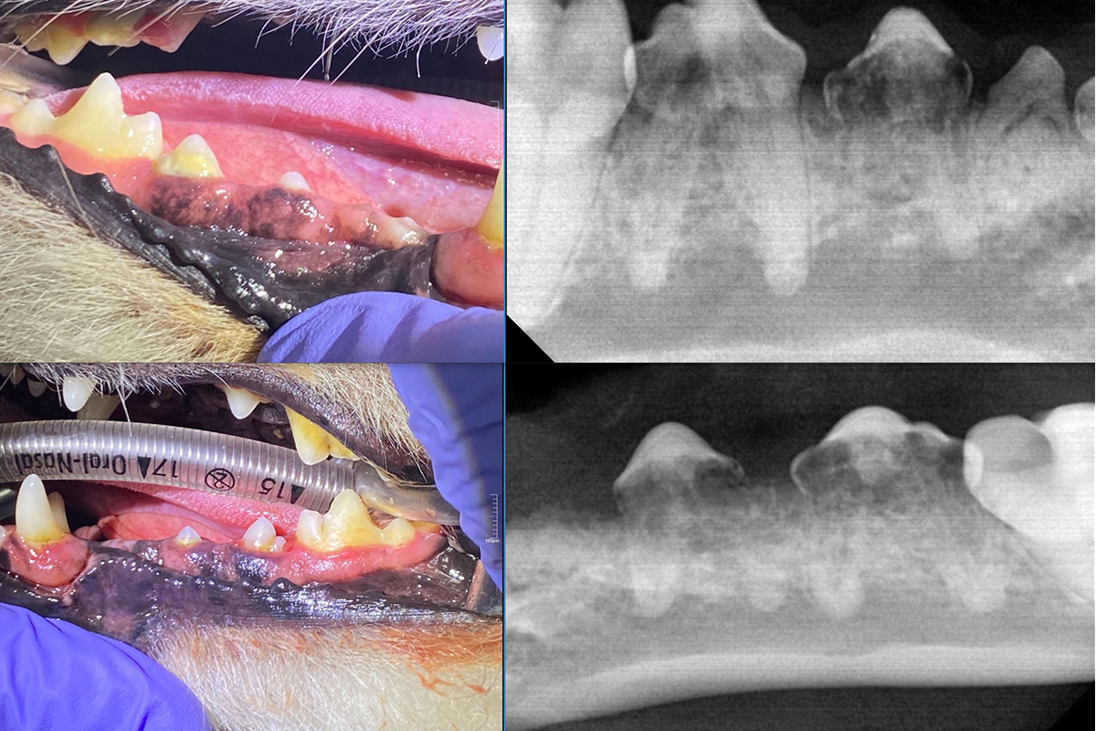 xray02.jpg