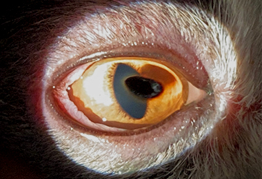 eye_di01.jpg