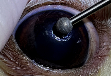 eye_di02.jpg