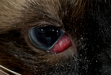 eye_di03.jpg