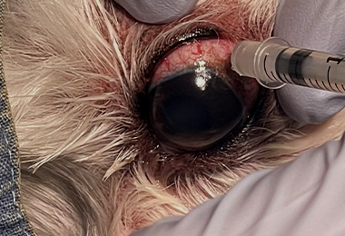eye_di04.jpg