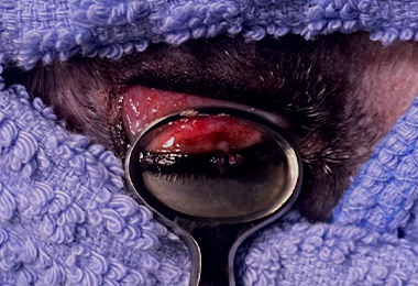 eye_di06.jpg